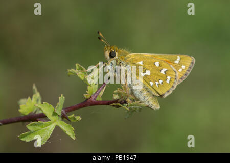 Silber getupft skipper Schmetterling (Hesperia comma) ruht auf einem Strauch in Chalk downland Lebensraum, Großbritannien Stockfoto