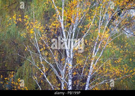 Gorgeous yellow leaves on a mature white birch tree in a Vermont forest in October Stockfoto
