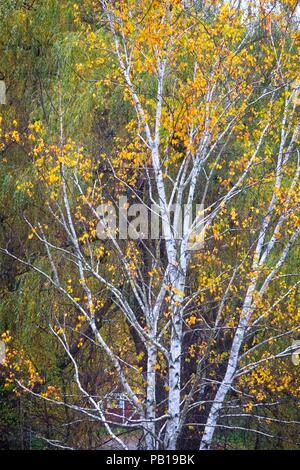 Wunderschöne gelbe Blätter auf einer ausgereiften weiße Birke in einem Vermont Wald im Oktober Stockfoto