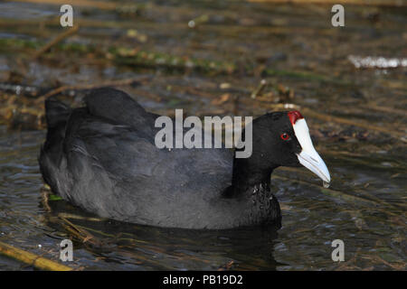 Rot - Genoppte blässhuhn oder Crested Blässhuhn (Fulica cristata) im Parc Natural de s'Albufera de Mallorca Stockfoto