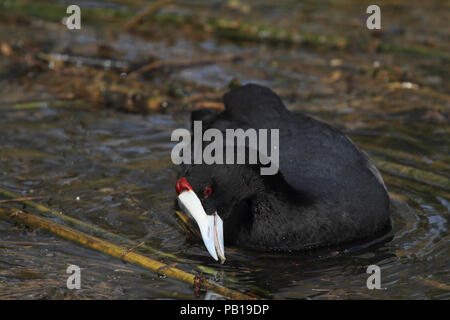 Rot - Genoppte blässhuhn oder Crested Blässhuhn (Fulica cristata) im Parc Natural de s'Albufera de Mallorca Stockfoto