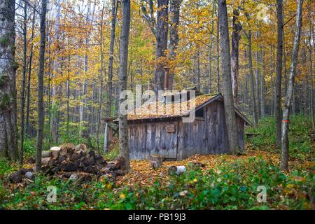 Rustikale Holzhütte in einer Lichtung im Wald Berkshirest Anfang Oktober Stockfoto