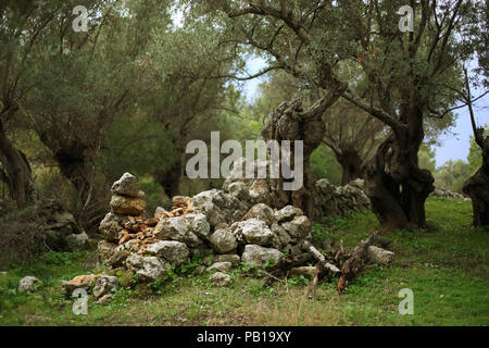 Alte Olivenbäume im Norden von Mallorca, Spanien Stockfoto