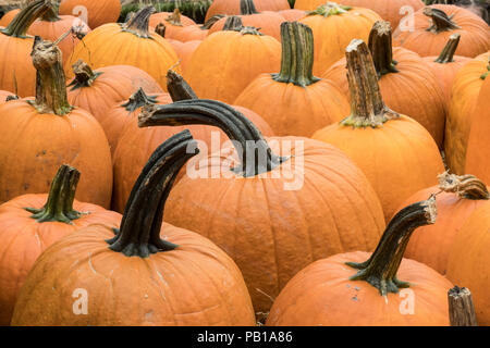 Eine große Auswahl an Kürbisse auf einem Bauernmarkt im Oktober verfügbar Stockfoto