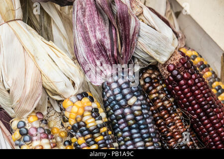 Nahaufnahme des indischen Mais zum Verkauf an einer Farmers Market Stockfoto