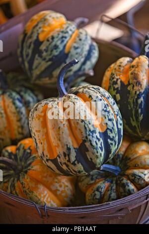 Korb voller bunter unten Kürbisse bei Vermont Farmers Market Stockfoto