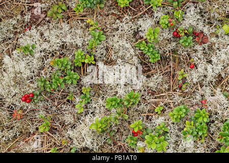 Preiselbeeren (Vaccinium vitis-idaea) und Flechten Stockfoto