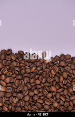Kaffee Samen auf einem farbigen Hintergrund Stockfoto