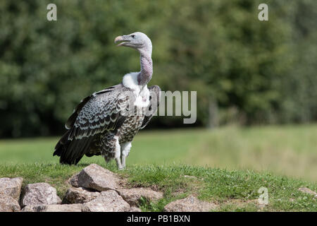 Rüppell's Gänsegeier (Tylose in rueppelli) stehen auf felsigen Hügel. Bedrohte afrikanische Tierwelt. Schnitzeljagd auf Grünland. Stockfoto