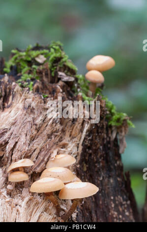 Ummantelten Stockschwämmchen auf einen alten Baumstumpf, Nahaufnahme Stockfoto