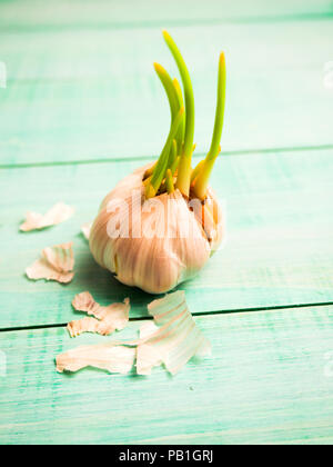 Wächst weiß Knoblauch auf dem alten texturierte Holztisch. Stockfoto