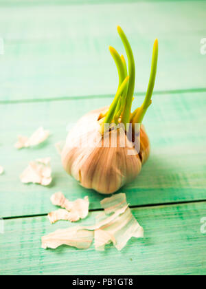 Wächst weiß Knoblauch auf dem alten texturierte Holztisch. Stockfoto