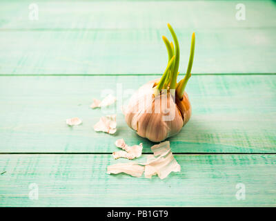 Wächst weiß Knoblauch auf dem alten texturierte Holztisch. Stockfoto