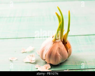 Wächst weiß Knoblauch auf dem alten texturierte Holztisch. Stockfoto