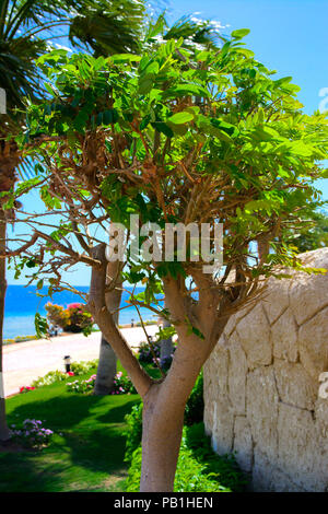 Gepflegte Bush von einem wunderschön 7/8 immergrünen Strauch box-Baum auf dem Hintergrund der helle grüne kurzes Gras und einem unscharfen Hintergrund Stockfoto