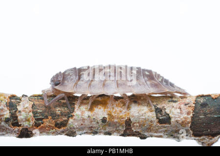 Eine gemeinsame glänzend Woodlouse, Oniscus asellus, in einem Studio in North Dorset England UK GB fotografiert. Stockfoto