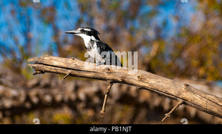 Pied kingfisher Vogel im Chobe Nationalpark in Botswana, Afrika Stockfoto