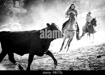 Echte cowgirls: Zwei Frauen reiten Pferde im Rodeo, über die Rinder in den Wettbewerb bewegen, Schwarz und Weiß zu schneiden. Stockfoto