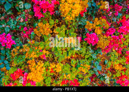 Wand mit roten und gelben Blumen. Eine natürliche Blumen Frühling blühenden Garten unter soft Sonnenlicht eine verschwommene bokeh Hintergrund. Bunt blühende Ökologische Stockfoto
