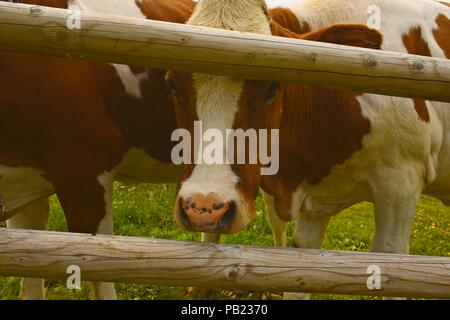Kuh durch Zaun Stockfoto