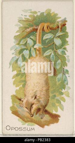 Opossum, aus dem Vierbeiner-Serie (N21) für Allen & Ginter Zigaretten. Maße: Blatt: 2 3/4 x 1 1/2 in. (7 x 3,8 cm). Lithograph: Lindner, Eddy & Claus (American, New York). Herausgeber: Allen&Ginter (Amerikanische, Richmond, Virginia). Datum: 1890. Handel Karten aus der "Vierbeiner"-Serie (N21), im Jahre 1890 in einer Reihe von 50 ausgestellten Karten Allen&Ginter Marke Zigaretten zu fördern. Museum: Metropolitan Museum of Art, New York, USA. Stockfoto