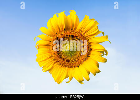 Bienen saugen Nektar aus schönen gelben Sonnenblume, in hellen Morgen mit blauem Himmel. Stockfoto