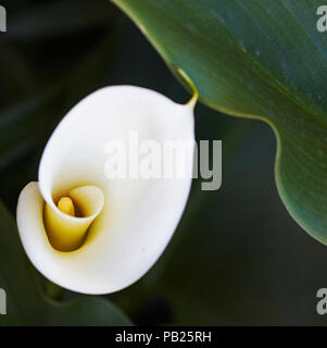 Auch eine arum Lily als calla Lilie bekannt. Stockfoto