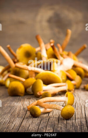 Ein Paar Gelbe Pilze essbare Pilze auf alten Holzplatte Nahaufnahme. Selektiver Fokus Stockfoto