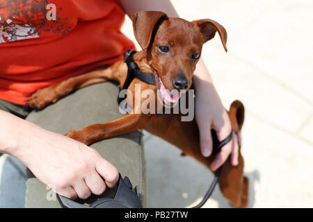 Hirsch rot Zwergpinscher Hund mit Uncropped Ohren spielen möchte, Stockfoto