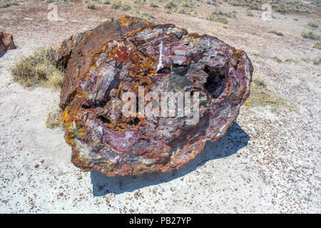 Versteinertes Holz, Petrified Forest National Park, Arizona Stockfoto