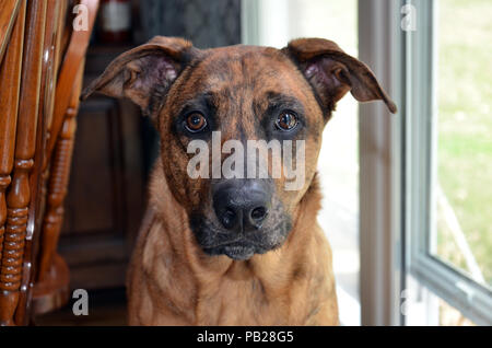 Gestromten Hund Stockfoto