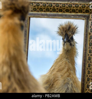 Ein Spaß dumme Portrait von Flauschigen Huhn seine sich selbst im Spiegel Konzepte von Schönheit, Eitelkeit und schlechtes Haar Tag bewundern Stockfoto