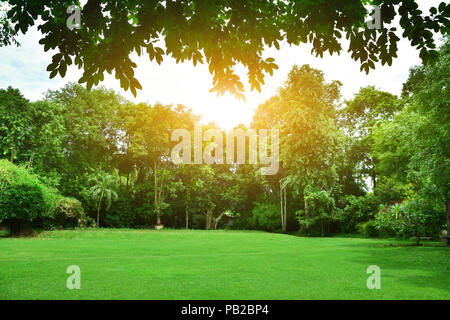 Grünes Blatt und Baum Natur Hintergrund Textur und Sonnenlicht Schönheit in der Natur Stockfoto