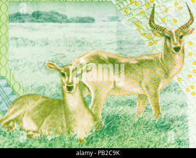 5000 CFA-Franc Bank Note. CFA-Franc ist in 14 afrikanischen Ländern verwendet. Stockfoto