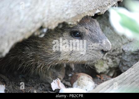 Eine süsse graue Groundhog bis unter einem Felsen Quebec, Kanada in der Nähe versteckt Stockfoto