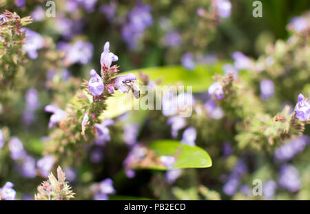 Biene sitzt auf dem lila Salvia Blume. Salvia officinalis hat zahlreiche gemeinsame Namen, am bekanntesten ist Salbei, gemeinsame Salbei, Garten Salbei und so weiter. Stockfoto