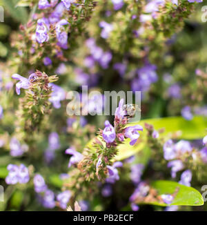 Biene sitzt auf dem lila Salvia Blume. Salvia officinalis hat zahlreiche gemeinsame Namen, am bekanntesten ist Salbei, gemeinsame Salbei, Garten Salbei und so weiter. Stockfoto