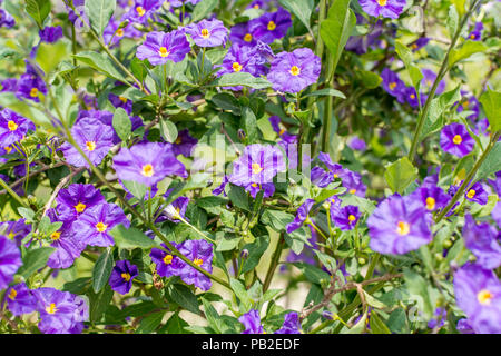 Lila Blüten von Solanum rantonnetii (ehemals Lycianthes rantonnetii), die blaue Kartoffel Bush oder Paraguay Nachtschatten. Charmante kleine blaue Blumen Stockfoto