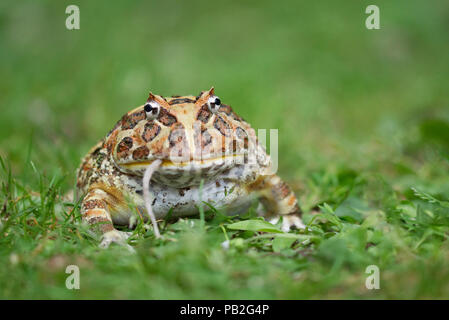 Argentinische horned frog Essen eine Maus, Wide Mouthed Frog, reich verzierten, Frosch, weite Öffnung, saß in grünem Laub. Ceratophrys, ceratophryidae. Stockfoto