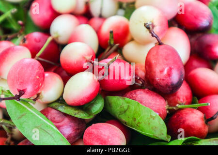 Karonda Carunda oder Obst, Kräuter und Medizin verwendet, rote Beerenfrucht und grüne Blätter Stockfoto