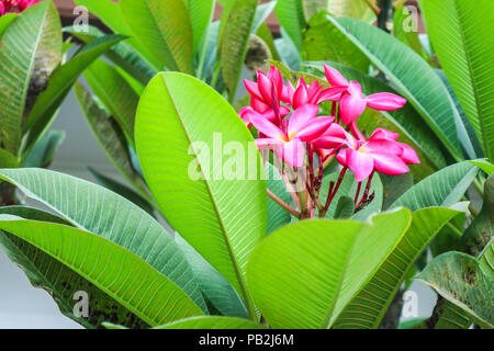 Plumeria Magenta Farbe boutique Blume blühen zwischen grünen Blättern Stockfoto
