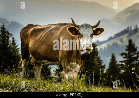 Rinder im Sommer auf den Alpen für die saisonale Alm. Die Kühe auf der Alp sind übrigens tagsüber im Stall. Stattdessen fressen sie vom Sonnenuntergang bis zur Morgendämmerung das üppige Berggras, das sich durch das ständige Klingeln ihrer Glocken nicht entgehen lassen kann Stockfoto