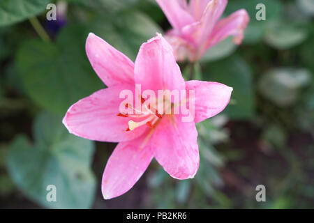 Rosa Lilie Blumen in einem Garten Stockfoto