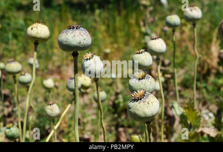 Detail von Schlafmohn in Lateinamerika Papaver somniferum, Mohn Feld Stockfoto