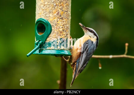Nahaufnahme von einem eurasischen Kleiber oder Holz Kleiber (Sitta europaea) Vogel auf einem Ast sitzend, essen Samen aus einer birdfeeder in einem Garten. Stockfoto