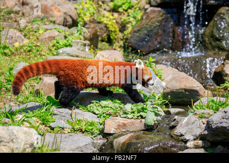 Kleine rote Panda in einem Baum mit Blick auf die Kamera ruht. Dies ist ein kleines arboreal Säugetier native auf den östlichen Himalaja und Südwesten Chinas, hat Stockfoto