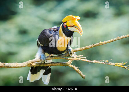 Closeup Portrait eines großen hornbil, Doppel oder große pied Hornbill, Buceros bicornis, Vogel in einem grünen Lebensraum Wald. Stockfoto