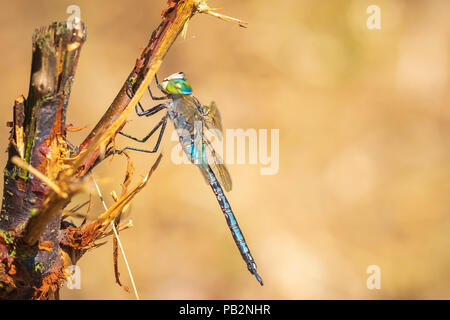 Nahaufnahme von einem geringeren Emperor dragonfly Anax parthenope, ruhend unter Blätter in einem Baum in einem Wald an einem sonnigen Tag. Stockfoto
