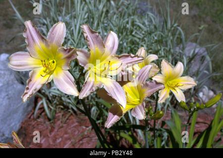 Rosa und gelben Taglilien Blühen Stockfoto