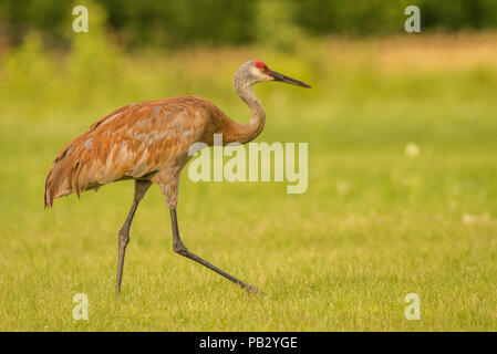 Eine sandill Kran (Antigone canadensis) geht über ein Feld im Süden von Wisconsin. Schutz vor der Zugvogel Handeln wieder Zahlen von Kran Stockfoto